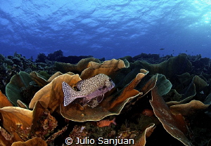Trought the Coral in Palau. by Julio Sanjuan 